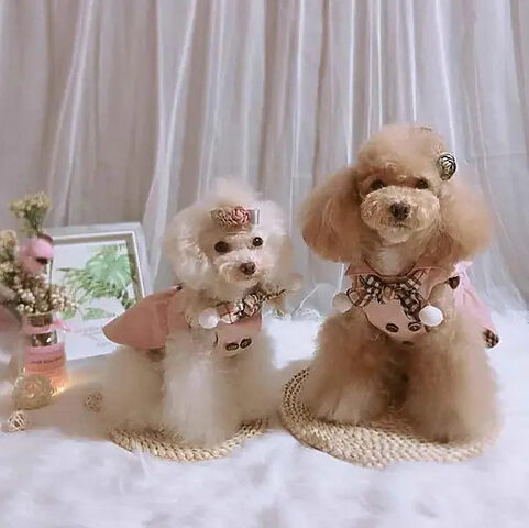 Chú chó nhỏ đang được vệ sinh răng miệng cẩn thận tại Guu Pet Spa &amp; Hotel, một dịch vụ chuyên biệt của spa chó mèo Vũng Tàu.