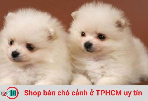 Chú chó nhỏ đáng yêu tại Bin Bon Dog Shop, một shop bán chó cảnh ở TPHCM
