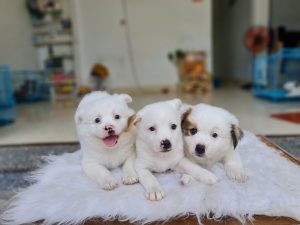 Chú chó Phốc Nhật Xù với bộ lông trắng muốt và đôi mắt to tròn, là một lựa chọn đáng cân nhắc khi tìm chó cảnh giá rẻ dưới 3 triệu