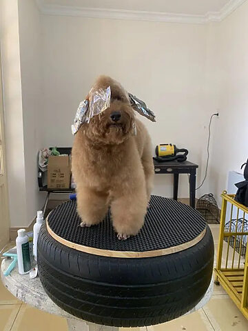 Chú chó Pomeranian đang được cắt tỉa lông