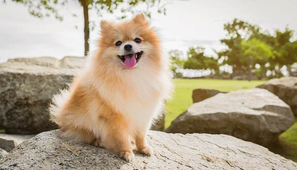 Chú chó Pomeranian với bộ lông xù, bồng bềnh và vẻ mặt đáng yêu