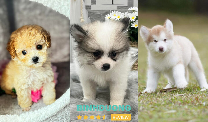 Chú chó Poodle màu kem được chăm sóc tại Chó Cưng Bình Dương, địa chỉ bán chó cảnh chất lượng