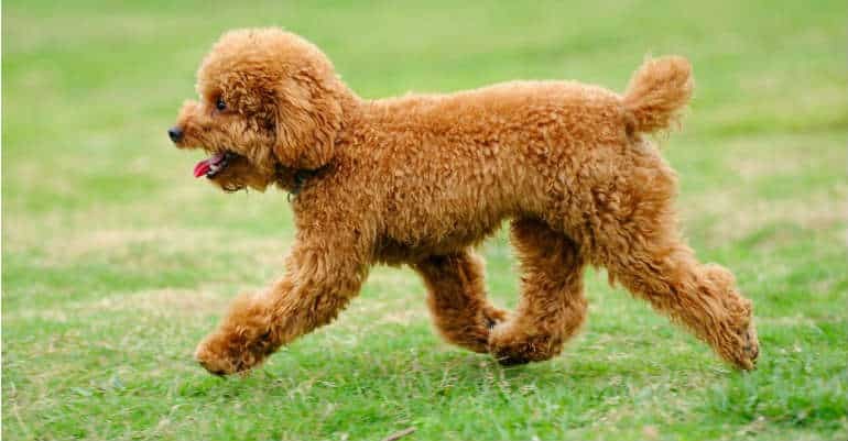 Chú chó Poodle Miniature màu nâu trầm với dáng vẻ hoạt bát, đại diện cho giống chó Poodle kích thước trung bình.
