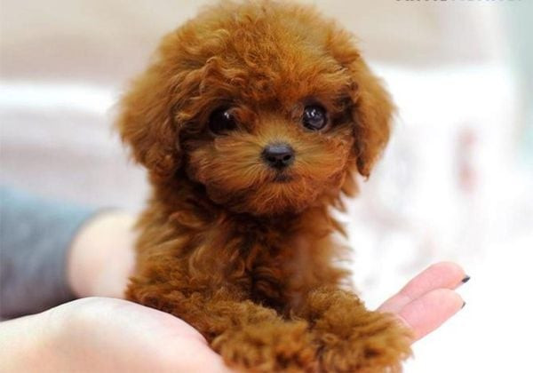 Chú chó Poodle Teacup năng động đang vui chơi ngoài trời