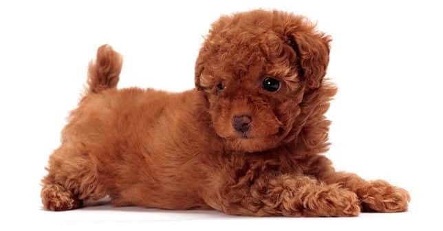 Chú chó Poodle Toy nhỏ nhắn với bộ lông vàng kem đáng yêu, minh họa kích thước nhỏ của giống chó Poodle.