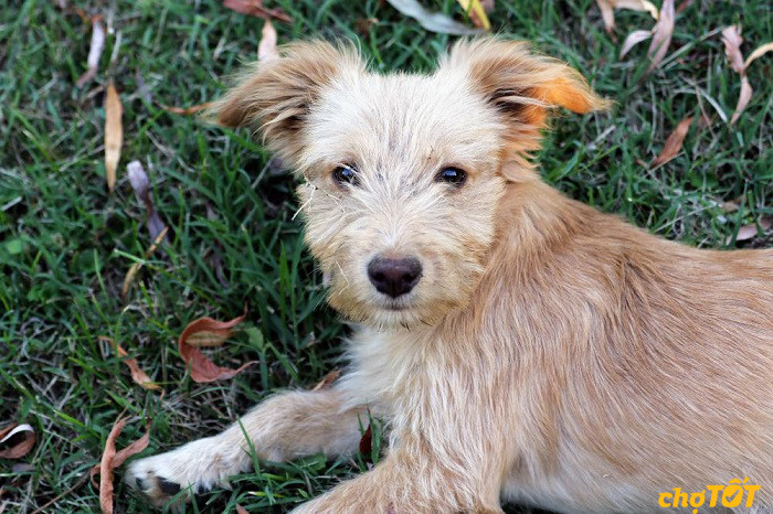 Chú chó PooShi lai giữa Poodle và Shiba Inu với bộ lông xoăn đặc trưng