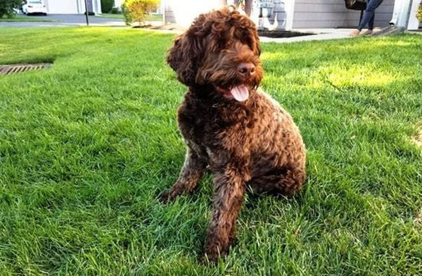 Chú chó Portuguese Water Dog với bộ lông xoăn đen bóng, vẻ mặt thân thiện