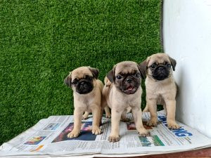 Chú chó Pug mặt xệ đáng yêu đang nhìn nghiêng, một giống chó cảnh giá rẻ dưới 3 triệu được nhiều người yêu thích