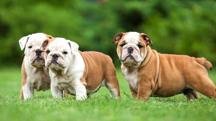 Chú chó Pug mặt xệ hài hước với biểu cảm &quot;cực chất&quot;