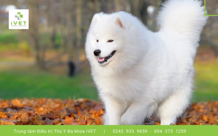 Chú chó Samoyed kéo xe trên tuyết