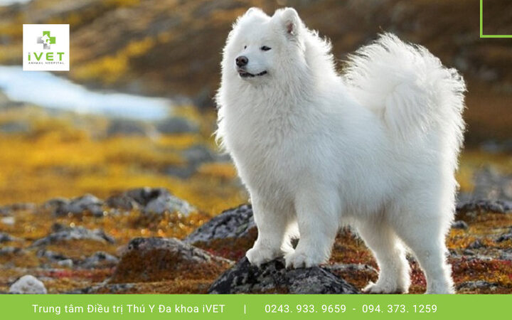 Chú chó Samoyed nằm nghỉ ngơi trên nền nhà, thể hiện sự thoải mái và thích nghi tốt