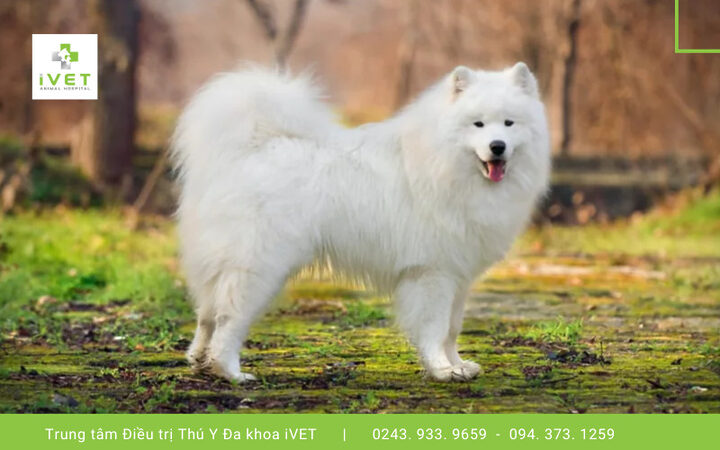 Chú chó Samoyed trắng muốt với đôi mắt đen tinh nhanh