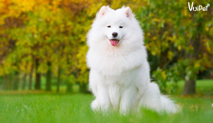 Chú chó Samoyed trưởng thành với bộ lông trắng dày, biểu cảm vui vẻ