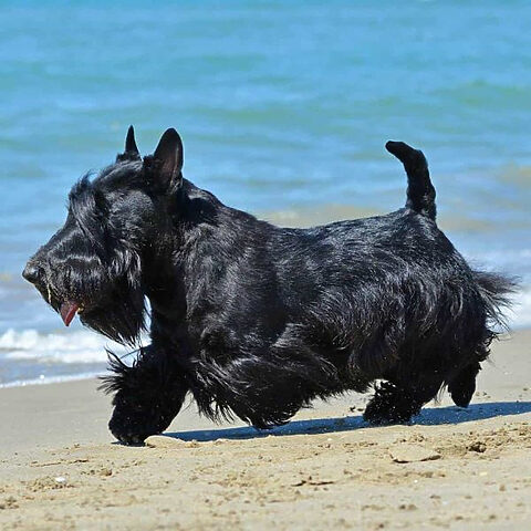 Chú chó Scottish Terrier với bộ lông đen thô cứng, dáng vẻ oai vệ
