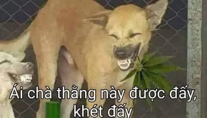 Chú chó Shiba Inu với biểu cảm hài hước, một trong những con chó nổi tiếng nhất trong thế giới meme.