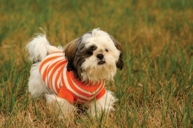 Khám phá các giống chó cảnh giá rẻ nhất hiện nay Chú chó Shih Tzu lai với bộ lông trắng muốt và đôi mắt đen láy