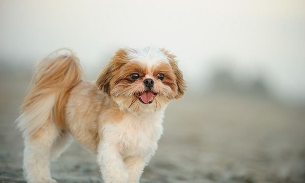 Chú chó Shih Tzu với bộ lông dài mượt mà, khuôn mặt biểu cảm