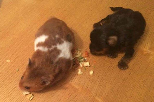 Chú chó tí hon Pomeranian