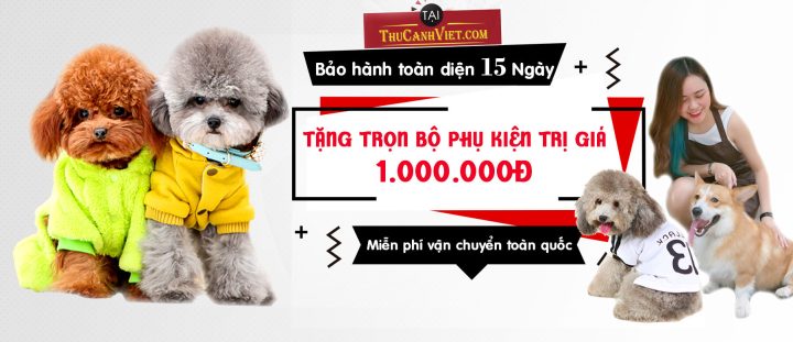 Chủ chó tìm hiểu cách chăm sóc chó bị parvo an toàn và hiệu quả