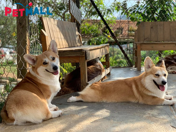 Chú chó to lớn ở khu chung cư cần lưu ý khi nuôi chó
