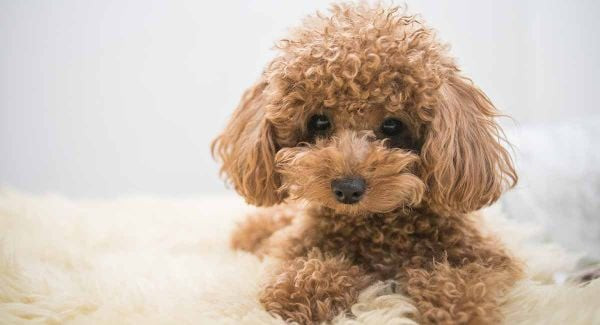 Chú chó Toy Poodle với bộ lông xoăn mềm mại