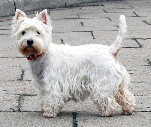 Chú chó West Highland Terrier với bộ lông trắng muốt và vẻ mặt lanh lợi
