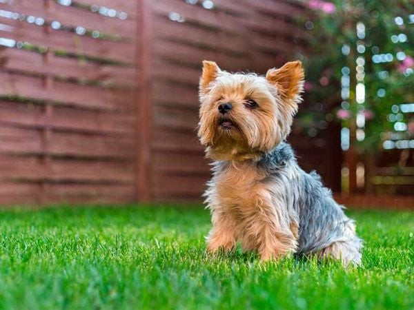 Chú chó Yorkshire Terrier với bộ lông dài mượt và vẻ ngoài tự tin