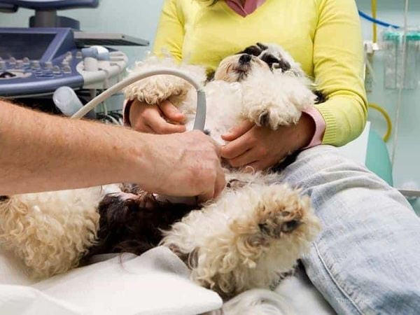 Chủ đưa chó Poodle đi thăm khám tại phòng khám thú y