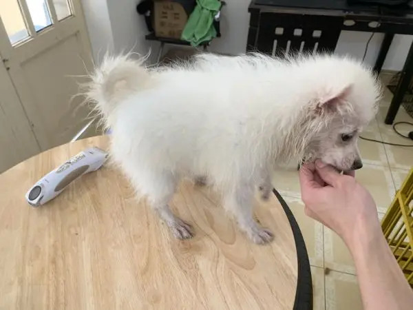 Chú mèo Anh lông ngắn màu xám tại Pet Mart