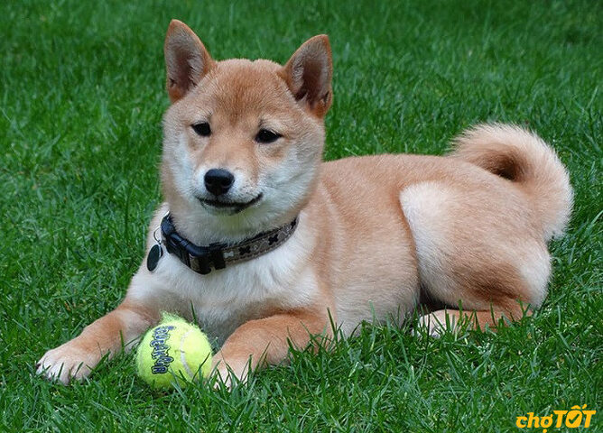 Chủ nhân đang chăm sóc bộ lông của chú chó Shiba Inu màu đỏ