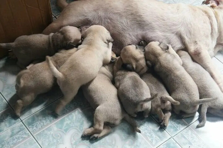 Chủ nhân đang cho chó Pug con bú sữa bình, hình ảnh về việc bổ sung dinh dưỡng đúng cách khi chăm sóc chó Pug