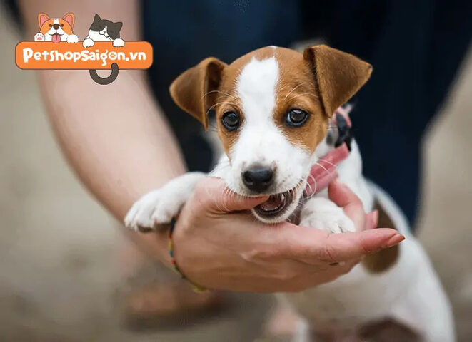 Chủ nhân đang chơi với chú chó bằng đồ chơi, một phương pháp hiệu quả trong cách dạy chó không cắn tay chủ để tránh việc chó cắn trực tiếp vào tay.