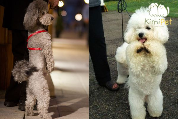 Chủ nhân đang tương tác với chó Poodle, nhấn mạnh những lưu ý quan trọng khi huấn luyện chó Poodle đi bằng 2 chân