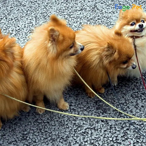 Chủ nhân hướng dẫn chó Phốc Sóc ngồi yên tại chỗ qua huấn luyện