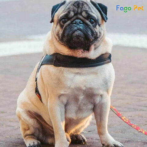 Chủ nhân kiên nhẫn huấn luyện chó Pug trưởng thành đi vệ sinh theo hiệu lệnh