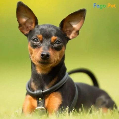Dạy Chó Phốc Hươu Đi Vệ Sinh Đúng Chỗ: Cẩm Nang Toàn Diện Cho Chủ Nuôi Dạy Chó Phốc Hươu Đi Vệ Sinh Đúng Chỗ: Cẩm Nang Toàn Diện Cho Chủ Nuôi