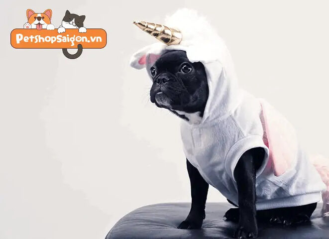 Chủ nuôi cần lựa chọn quần áo cho chó tại địa chỉ uy tín ở TPHCM
