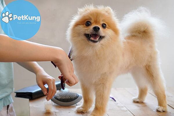 Các kiểu cắt lông chó Phốc Sóc đẹp và phù hợp nhất