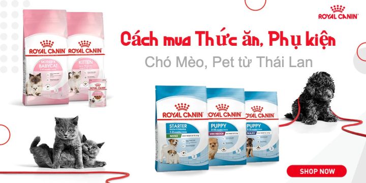 Chủ nuôi đang dắt chó đi dạo với bộ phụ kiện an toàn
