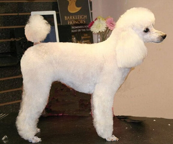 Chú Poodle đen với kiểu lông Hà Lan gọn gàng Chú Poodle đen với kiểu lông Hà Lan gọn gàng