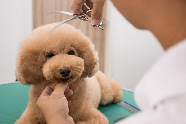 Chú Poodle trắng với kiểu lông Teddy Bear Cut siêu dễ thương Chú Poodle trắng với kiểu lông Teddy Bear Cut siêu dễ thương