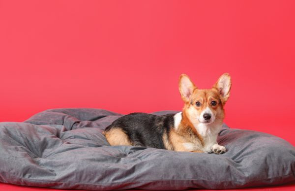 Chuẩn bị cho chó Corgi mẹ trước khi sinh sản, bao gồm kiểm tra sức khỏe và tiêm phòng đầy đủ.