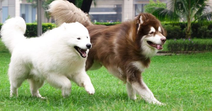 Phụ kiện cho chó Alaska: Hướng dẫn chăm sóc toàn diện từ A đến Z