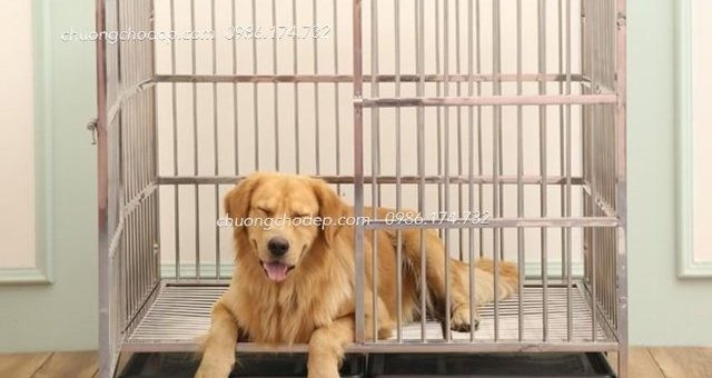 Mẫu Chuồng Chó Bằng Inox: Hướng Dẫn Toàn Diện