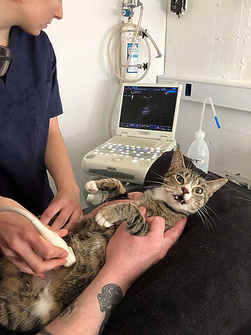 Chuyên gia thú y Mochi Cat thực hiện siêu âm bụng cho mèo tại nhà, kiểm tra các cơ quan nội tạng