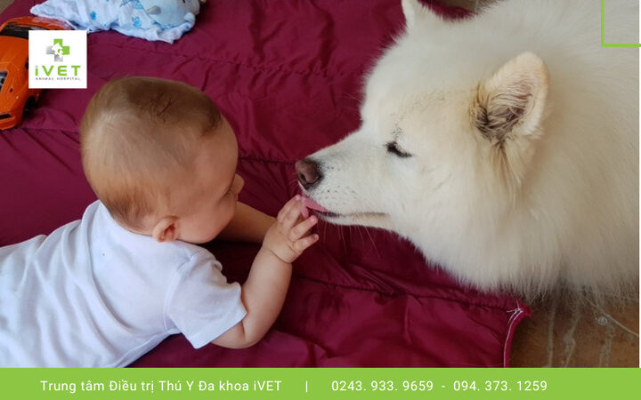 Cô bé vui vẻ chơi đùa cùng chú chó Samoyed trắng muốt