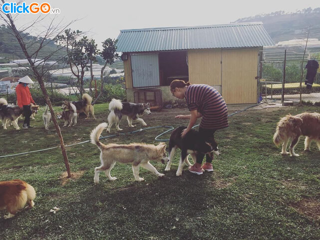 Cô gái chơi đùa cùng một chú chó Alaska Husky tại trại chó Alaska Đà Lạt