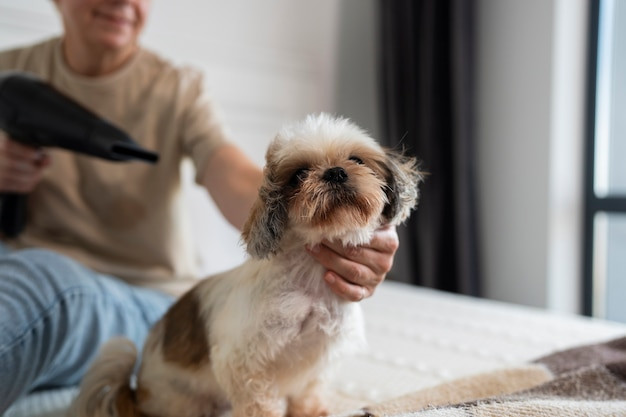 Cô gái sấy khô cho Poodle sau khi tắm