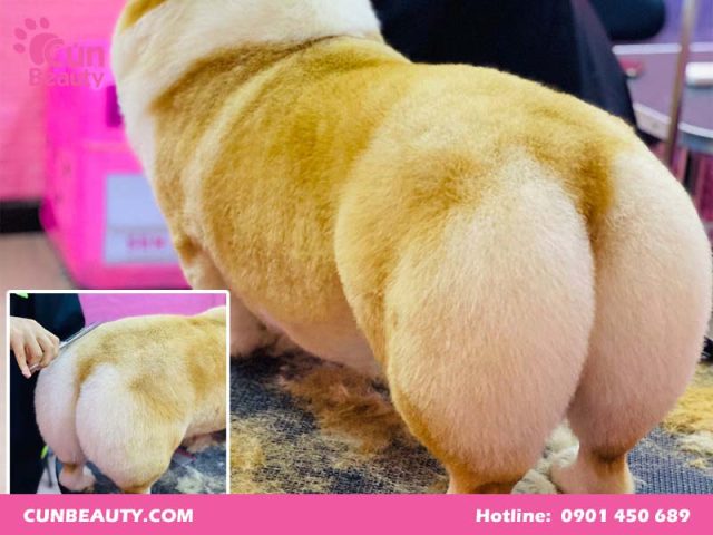 Có Nên Cạo Lông Chó Corgi: Hướng Dẫn Chăm Sóc Toàn Diện