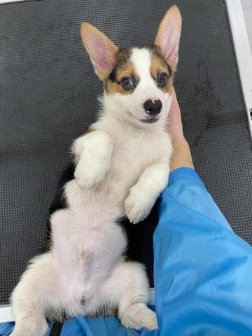 Có Nên Cạo Lông Chó Corgi: Hướng Dẫn Chăm Sóc Toàn Diện